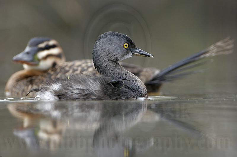 _MG_4320 Masked Duck & Least Grebe.jpg