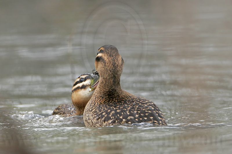 _MG_5668 Masked Duck.jpg