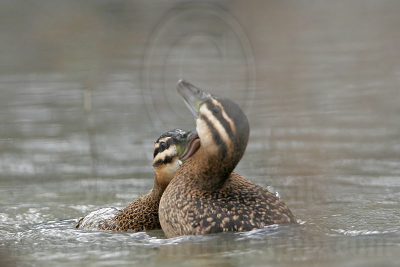 _MG_5669 Masked Duck.jpg