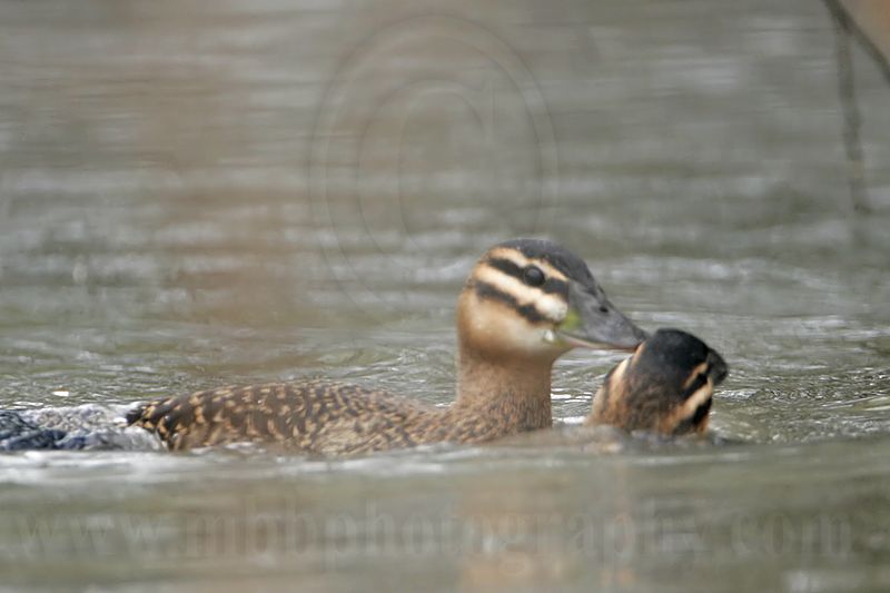 _MG_5672 Masked Duck.jpg