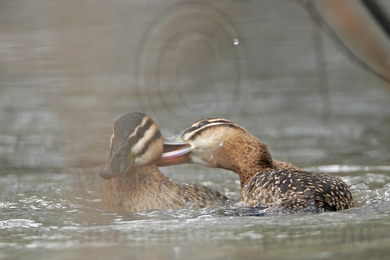 _MG_5678 Masked Duck.jpg