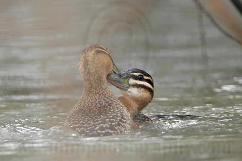 _MG_5681 Masked Duck.jpg