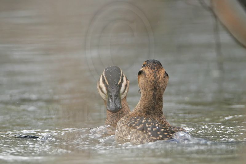 _MG_5684 Masked Duck.jpg