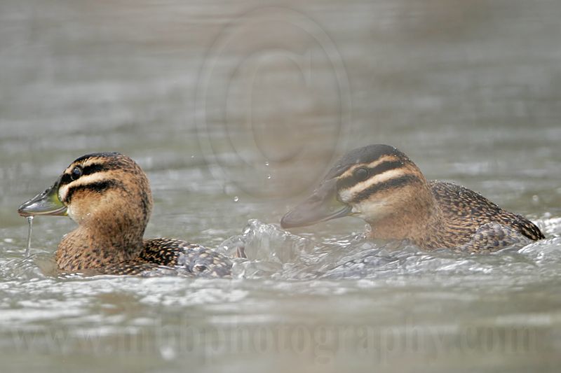 _MG_5689 Masked Duck.jpg