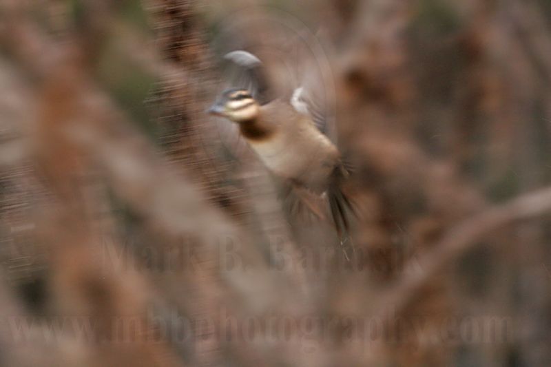 _MG_7932 Masked Duck.jpg