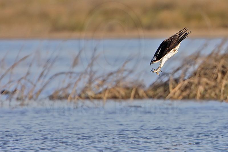 _MG_3986 Osprey.jpg