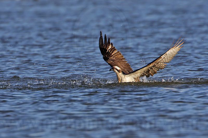 _MG_4388 Osprey.jpg