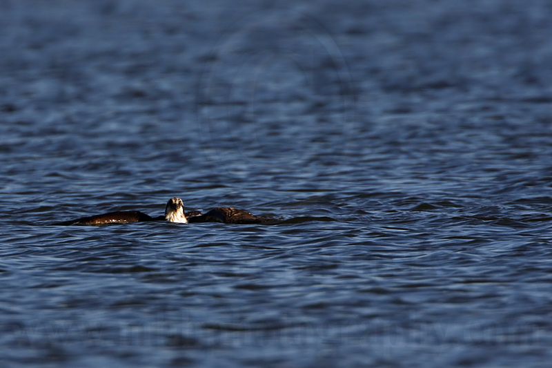 _MG_4404 Osprey.jpg