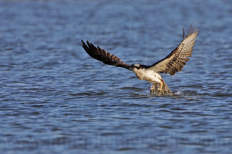_MG_4409 Osprey.jpg