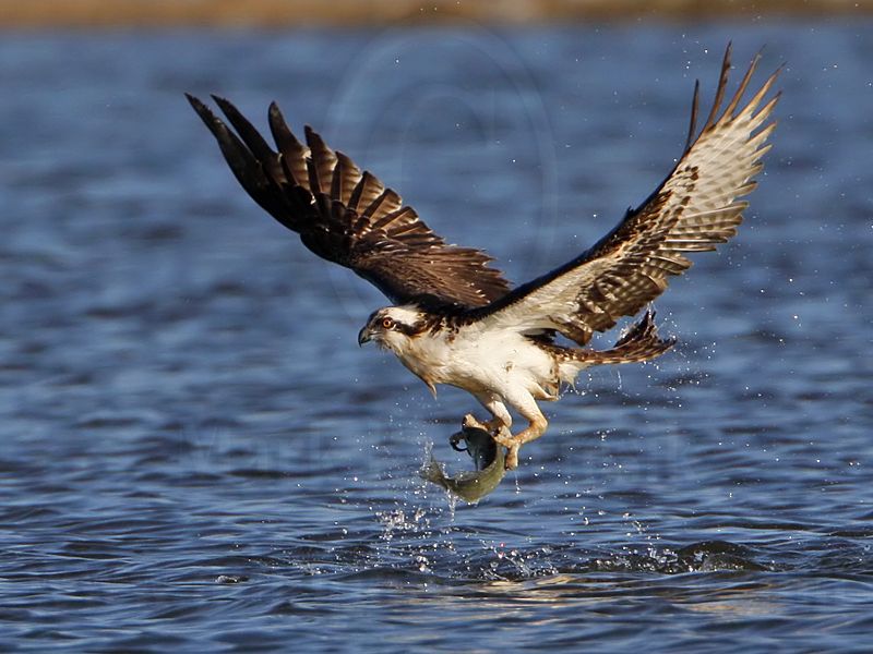 _MG_4413 Osprey.jpg