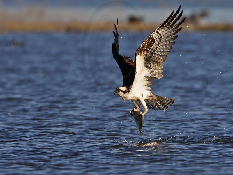 _MG_4414 Osprey.jpg