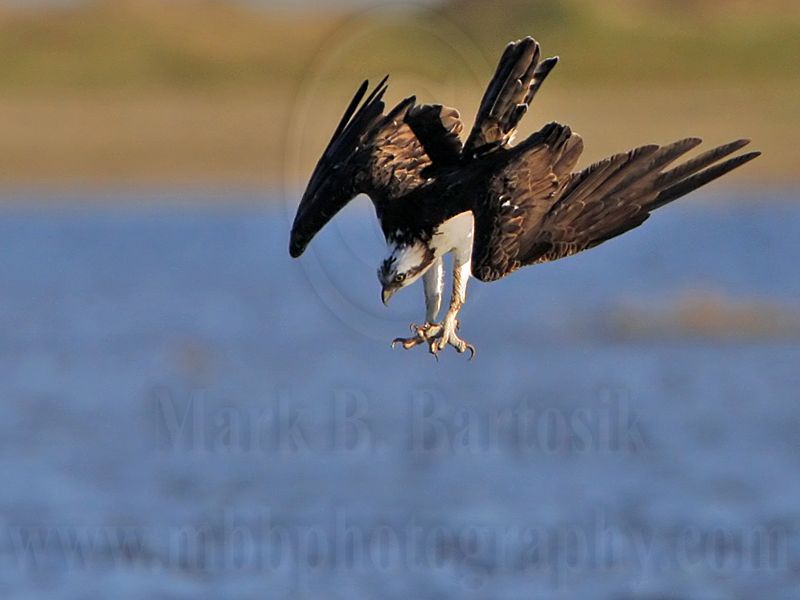 _MG_4538 Osprey.jpg