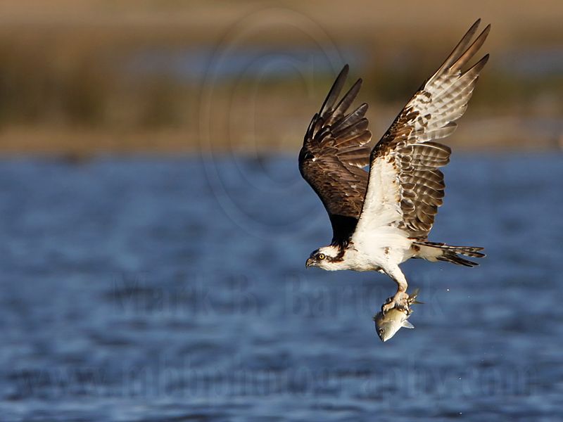 _MG_4566 Osprey.jpg