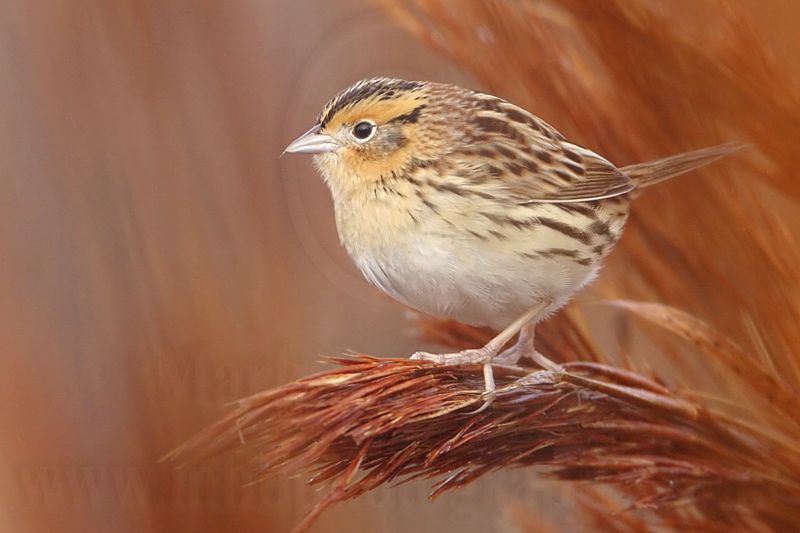_MG_2364crop Le Contes Sparrow.jpg