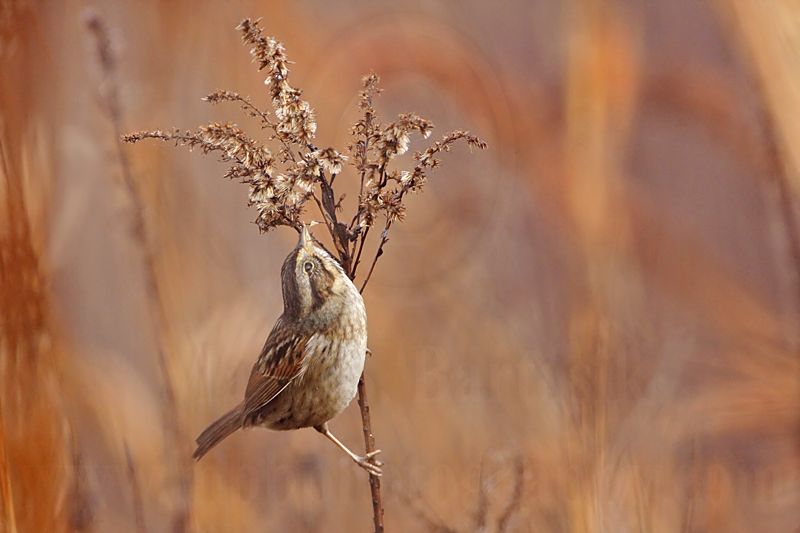 _MG_2540 Swamp Sparrow.jpg
