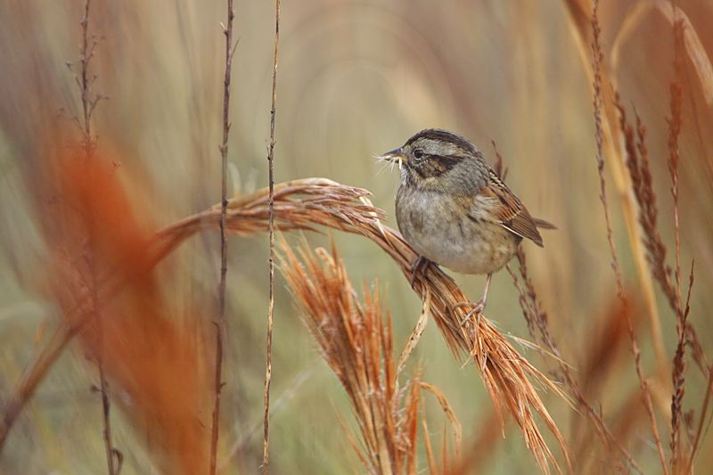 _MG_2624 Swamp Sparrow.jpg