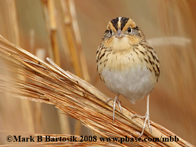 _MG_2718 Le Conte's Sparrow - animated image.gif