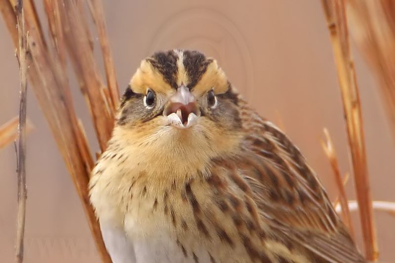 _MG_2880crop Le Contes Sparrow.jpg