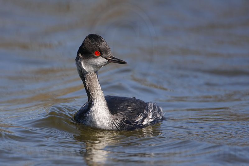 _MG_2408 Eared Grebe.jpg
