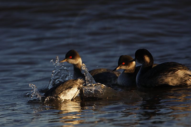 _MG_4655 Eared Grebe.jpg