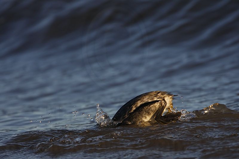 _MG_4719 Eared Grebe.jpg