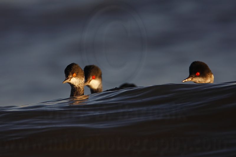 _MG_4835 Eared Grebe.jpg