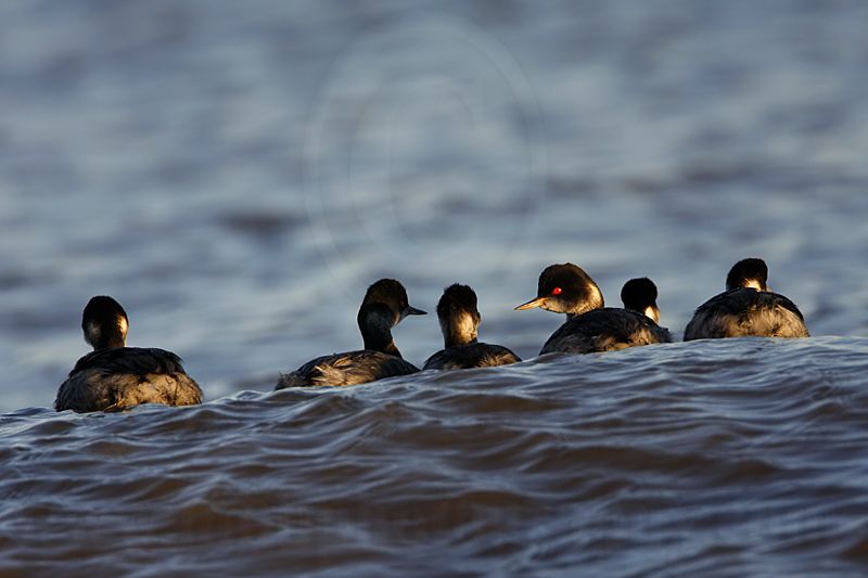 _MG_4924 Eared Grebe.jpg