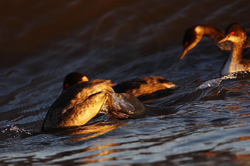 _MG_5002 Eared Grebe.jpg