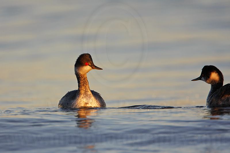 _MG_5035 Eared Grebe.jpg
