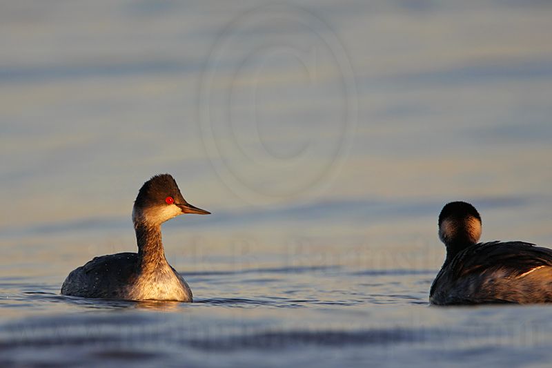 _MG_5036 Eared Grebe.jpg