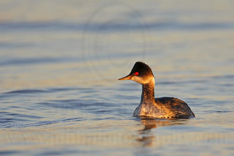 _MG_5040 Eared Grebe.jpg