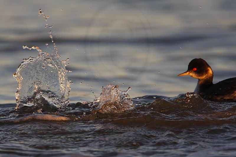 _MG_5059 Eared Grebe.jpg