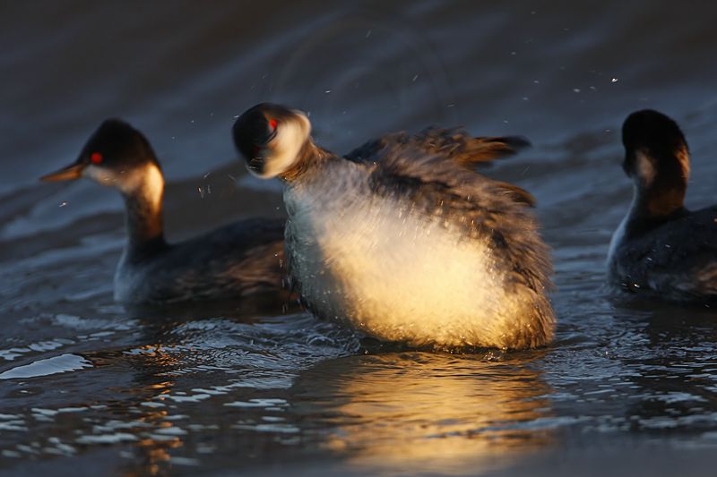 _MG_5140 Eared Grebe.jpg