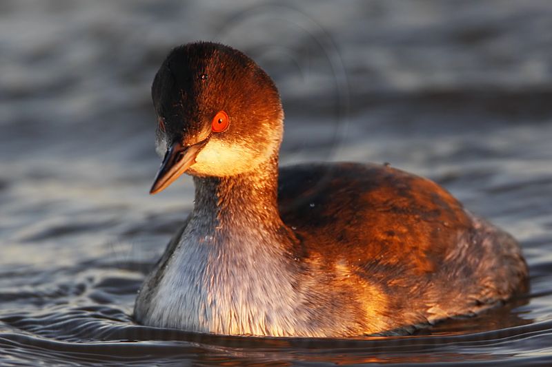 _MG_5355 Eared Grebe.jpg