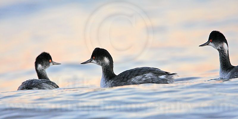 _MG_5719 Eared Grebe.jpg