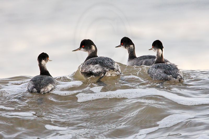 _MG_5929 Eared Grebe.jpg