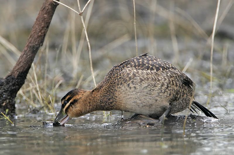 _MG_0167 Masked Duck.jpg