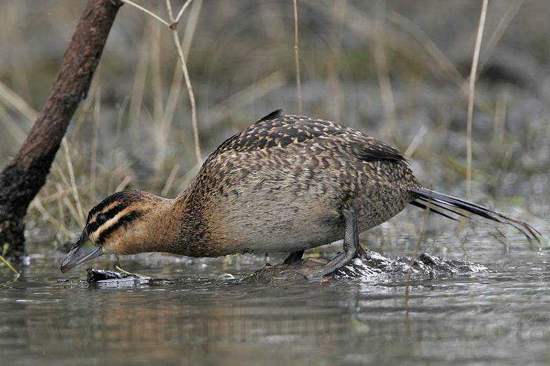 _MG_0168 Masked Duck.jpg