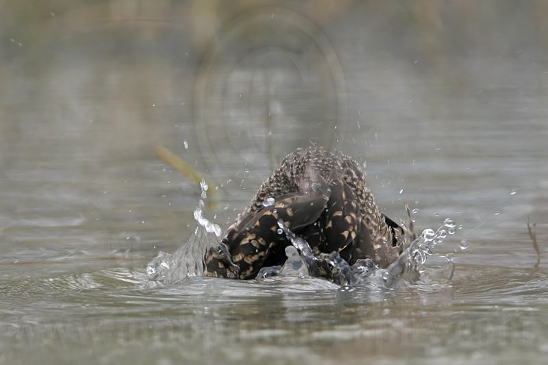 _MG_0262 Masked Duck.jpg