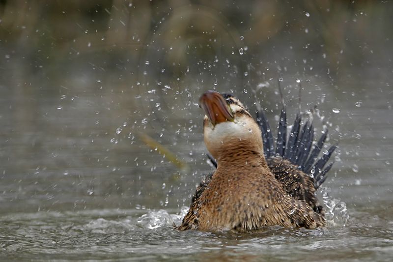_MG_0265 Masked Duck.jpg