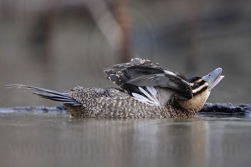 _MG_0599 Masked Duck.jpg