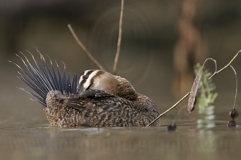 _MG_7503 Masked Duck.jpg