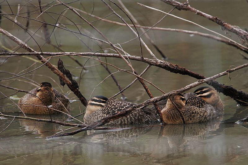 _MG_7704 Masked Duck.jpg