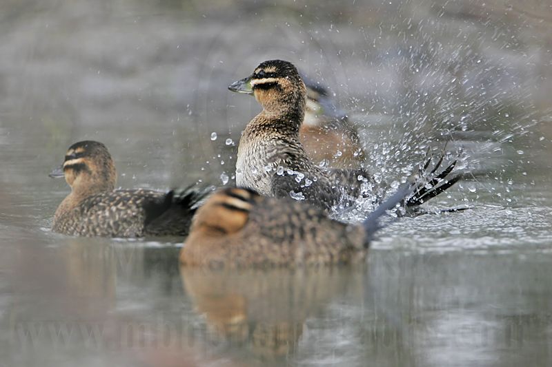 _MG_9430 Masked Duck.jpg