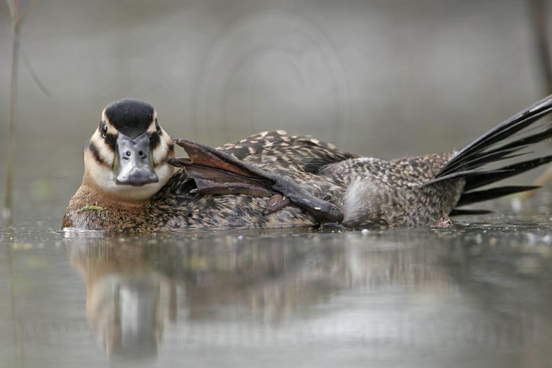 _MG_9724 Masked Duck.jpg
