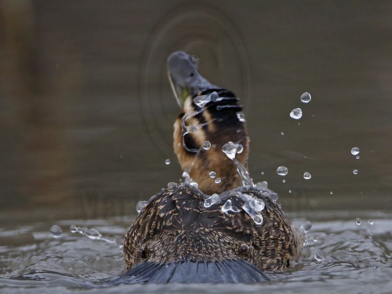 _MG_9878 Masked Duck.jpg