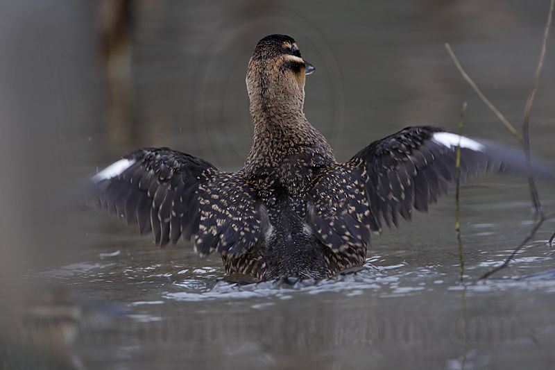 _MG_9900 Masked Duck.jpg