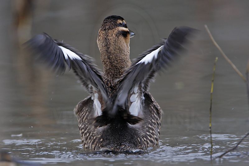 _MG_9901 Masked Duck.jpg