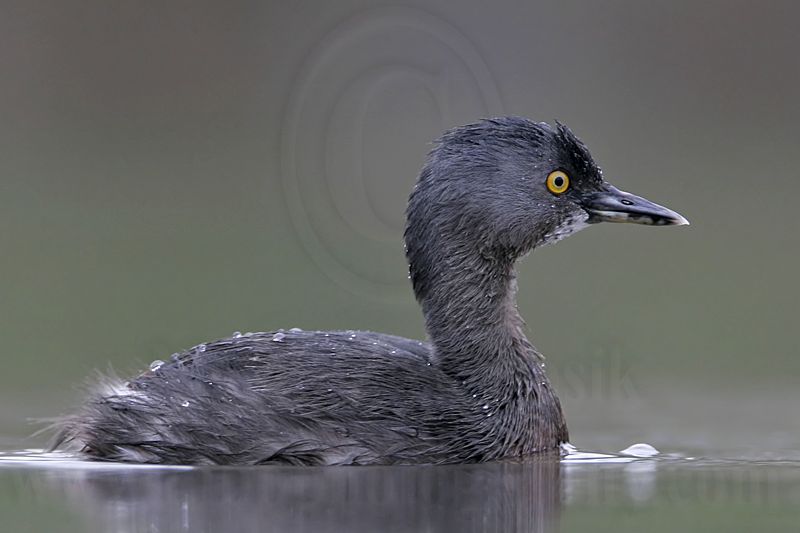 _MG_2895 Least Grebe.jpg