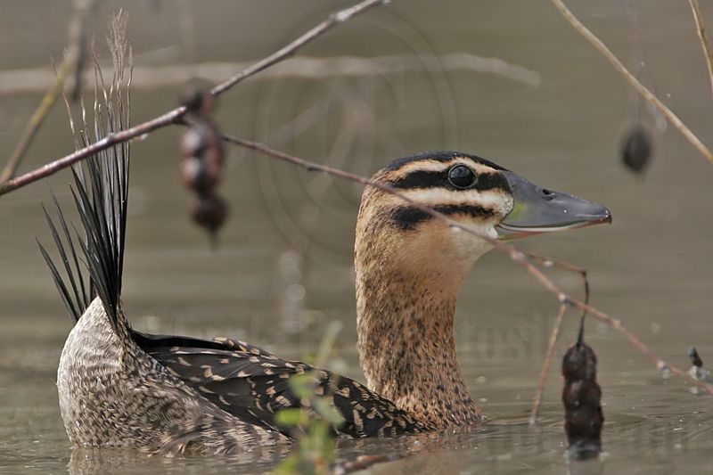 _MG_3728 Masked Duck.jpg